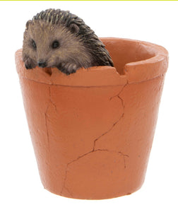 Hedgehog in pot