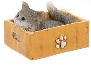 Cat in a box