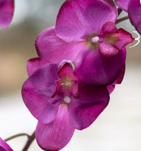 Load image into Gallery viewer, Orchid Spray Purple
